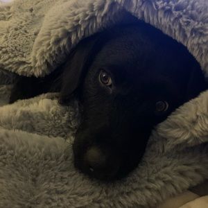 Meet your Posher, Hansel